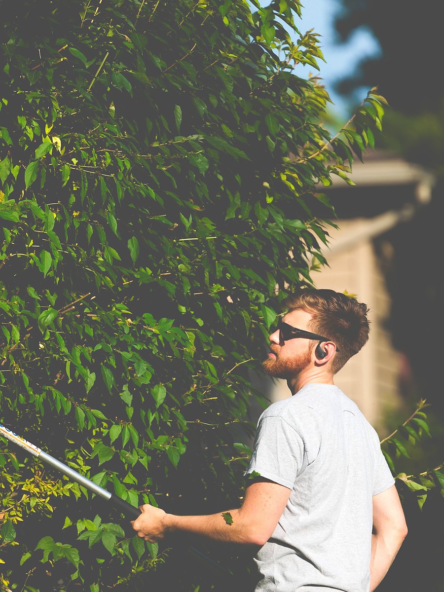 Local service business worker trimming bushes during a content shoot for a Lexington marketing agency