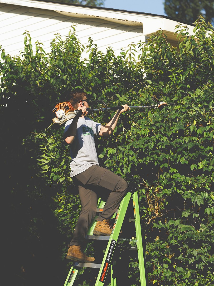 Content creator style photo of a local service worker trimming bushes from a ladder